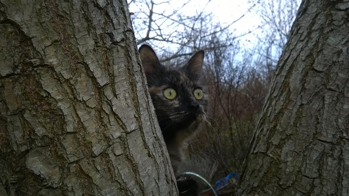 Maine Coon Kirby - jeg er ikke helt tryg ved det her mor, tænker Kirby billede 8
