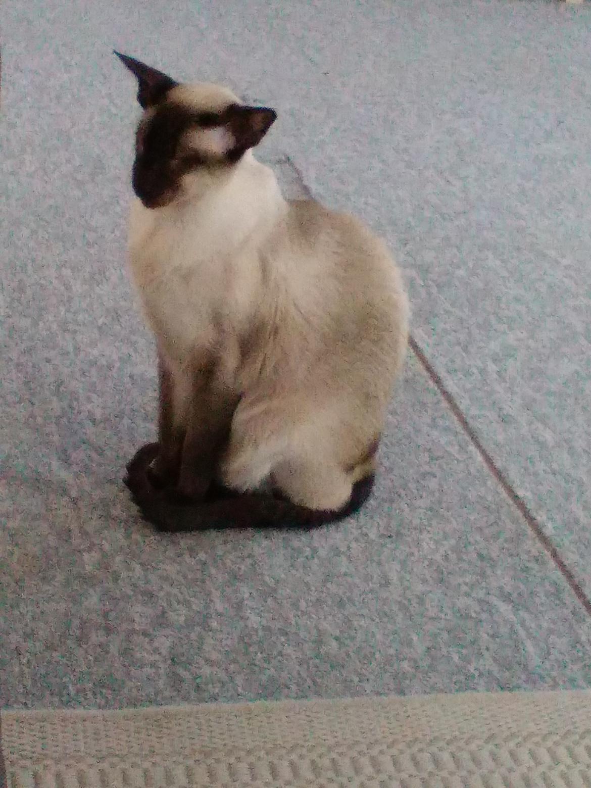 Siameser DK Skuld Quark  (Kvakki) billede 1