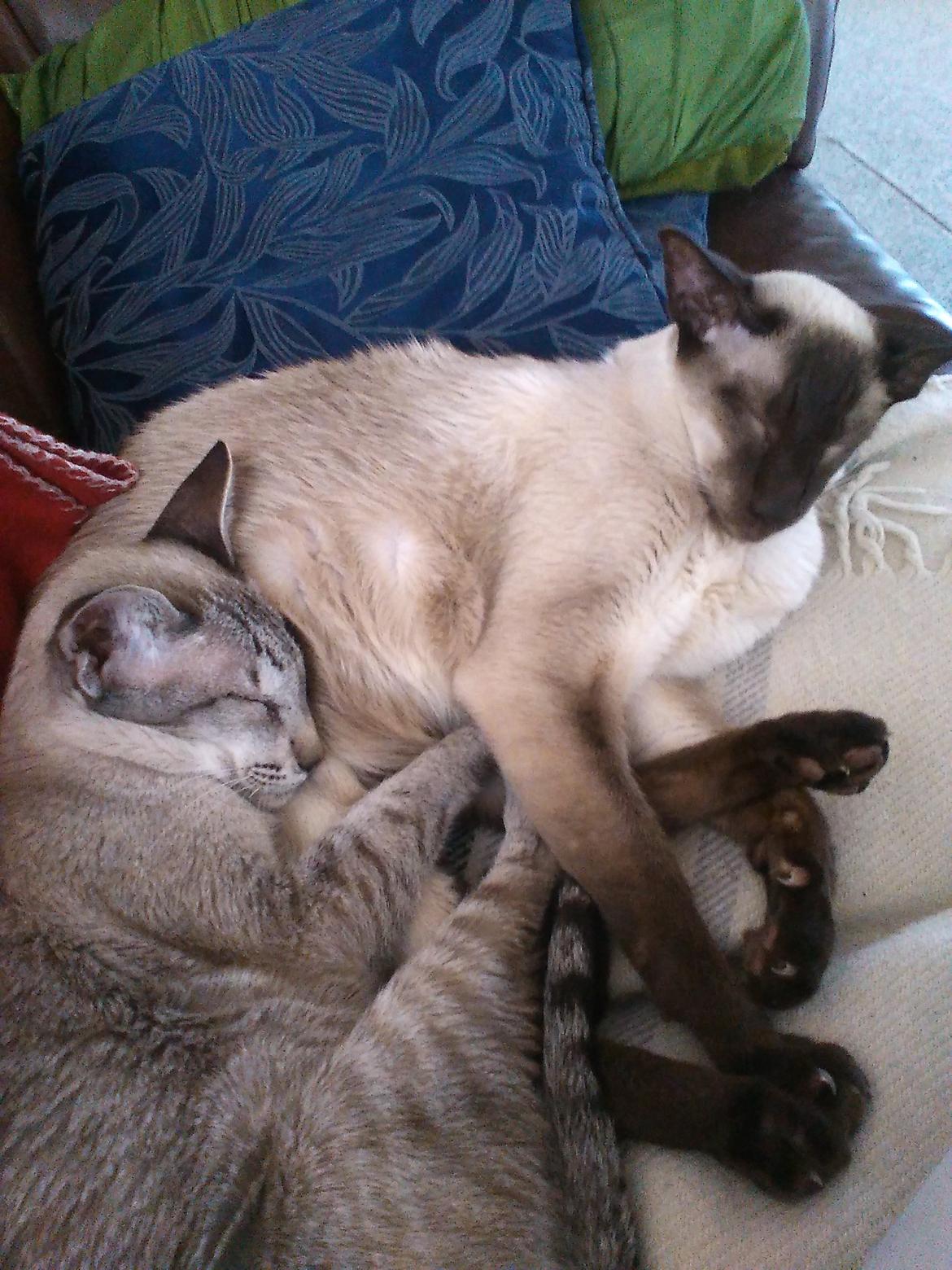 Siameser DK Skuld Quark  (Kvakki) billede 2