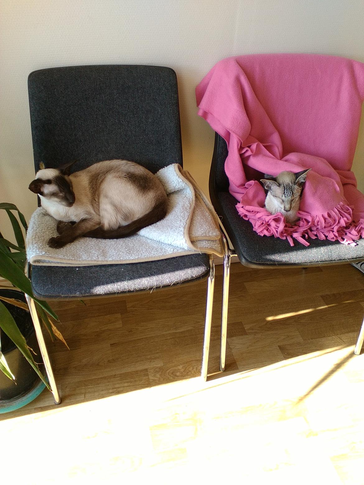 Siameser DK Skuld Quark  (Kvakki) billede 3