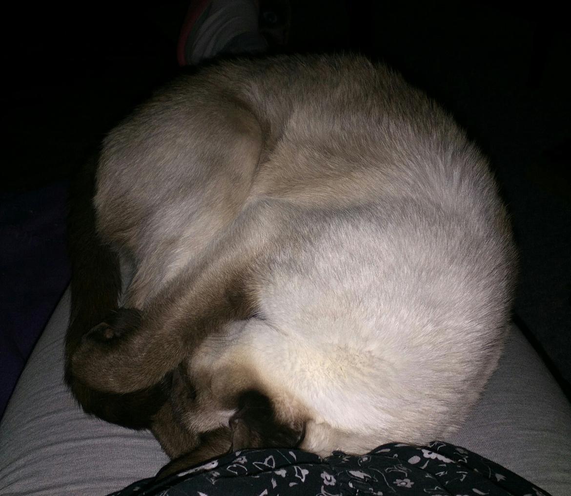 Siameser DK Skuld Quark  (Kvakki) billede 4