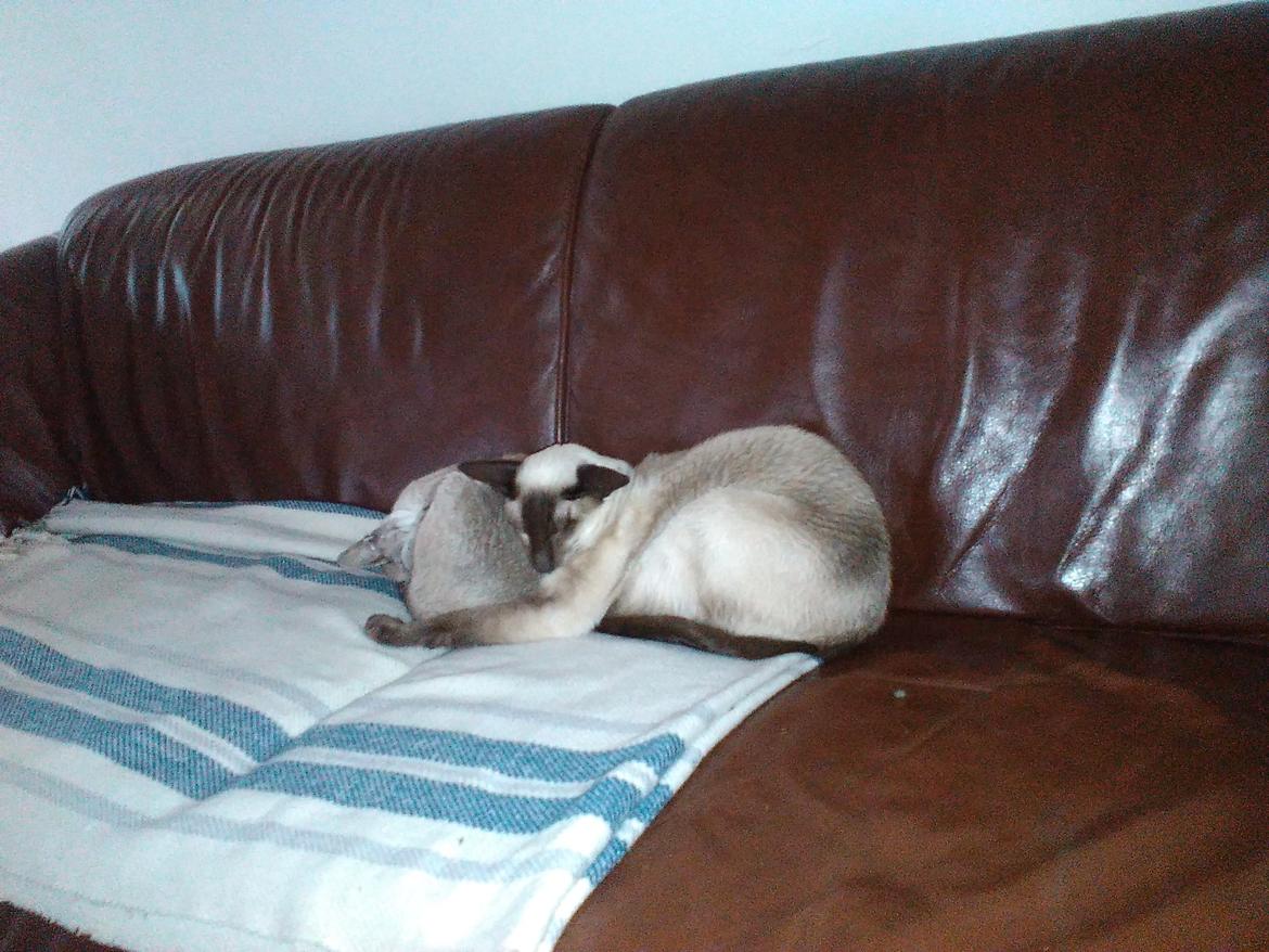 Siameser DK Skuld Quark  (Kvakki) billede 5