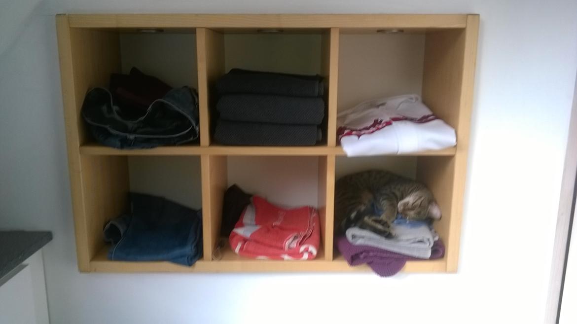 Huskat Nala - 01/04-16 Kunne ikke finde Nala, men så lå hun i håndklæderne billede 46