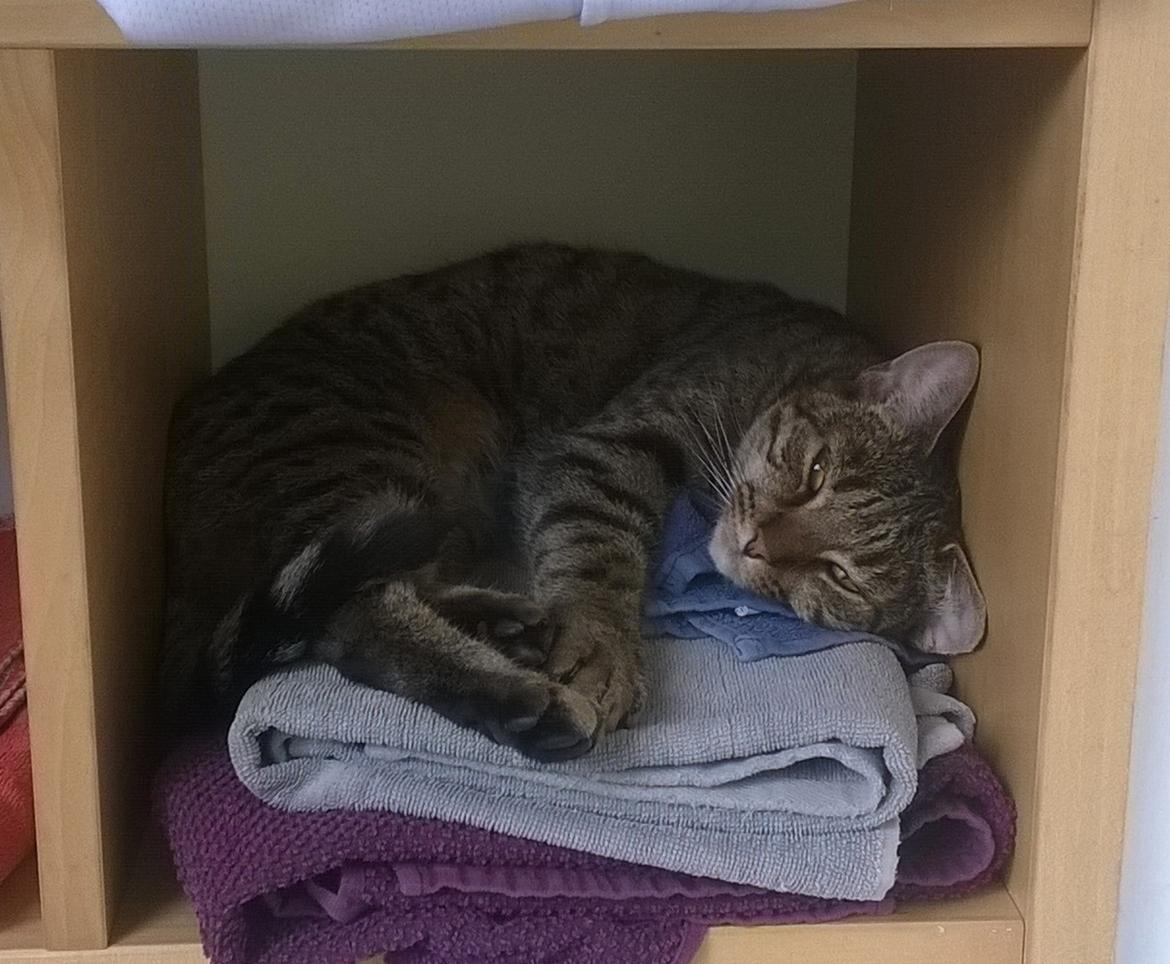 Huskat Nala - 01/04-16 billede 47