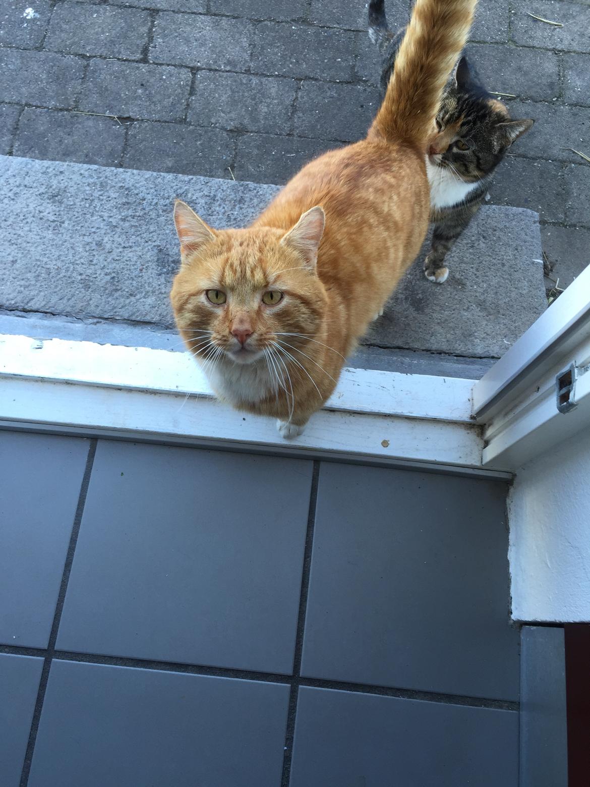 Huskat Bølle billede 3