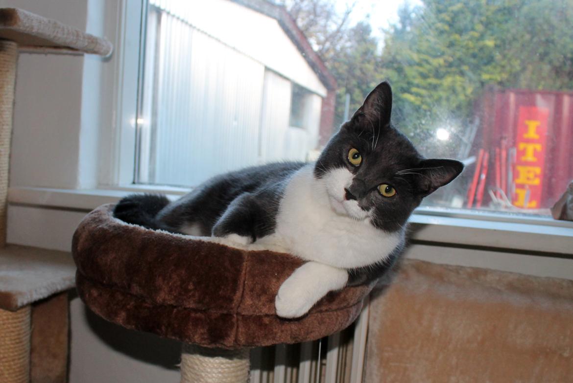 Blanding af racer Harley billede 5