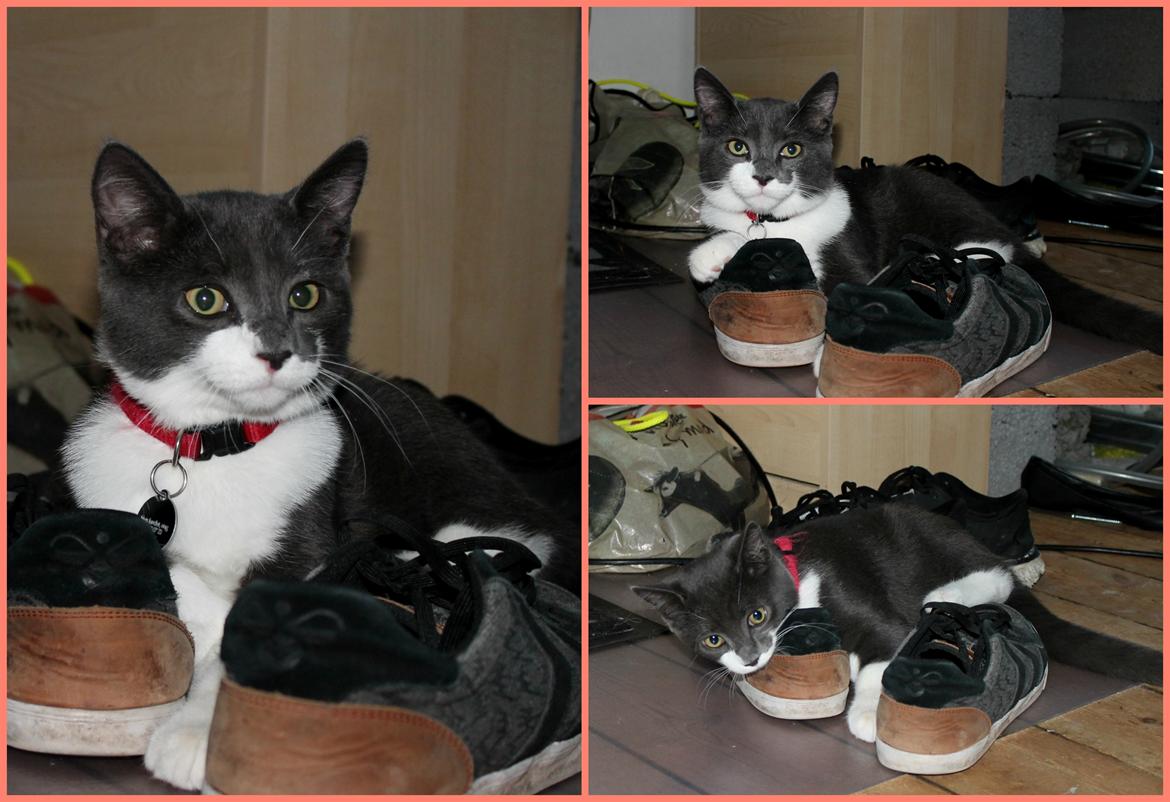 Blanding af racer Harley - Harley har sko fettich  billede 10