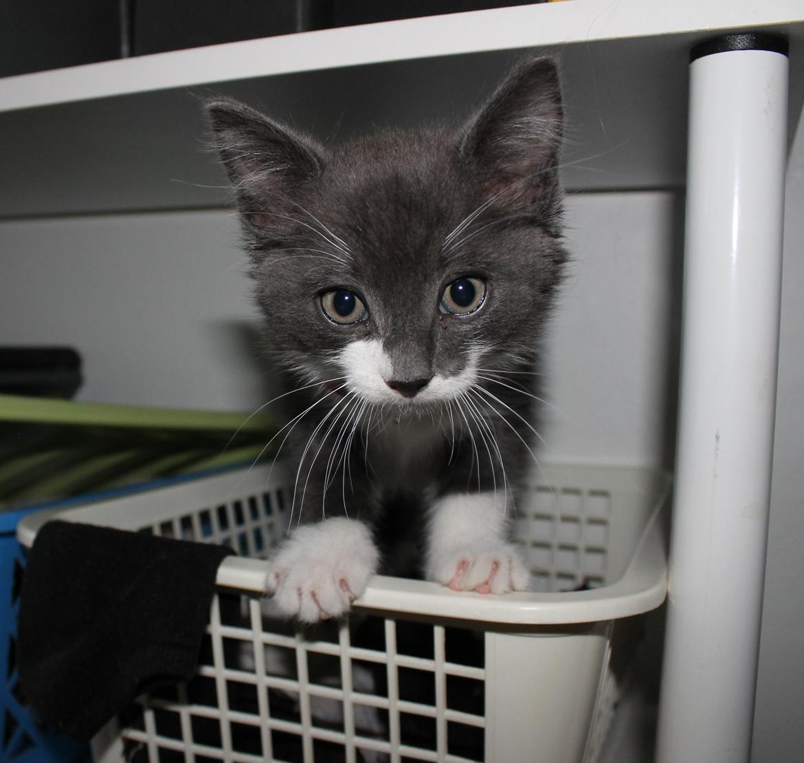 Blanding af racer Harley - I starten sov han ved mine strømper billede 17