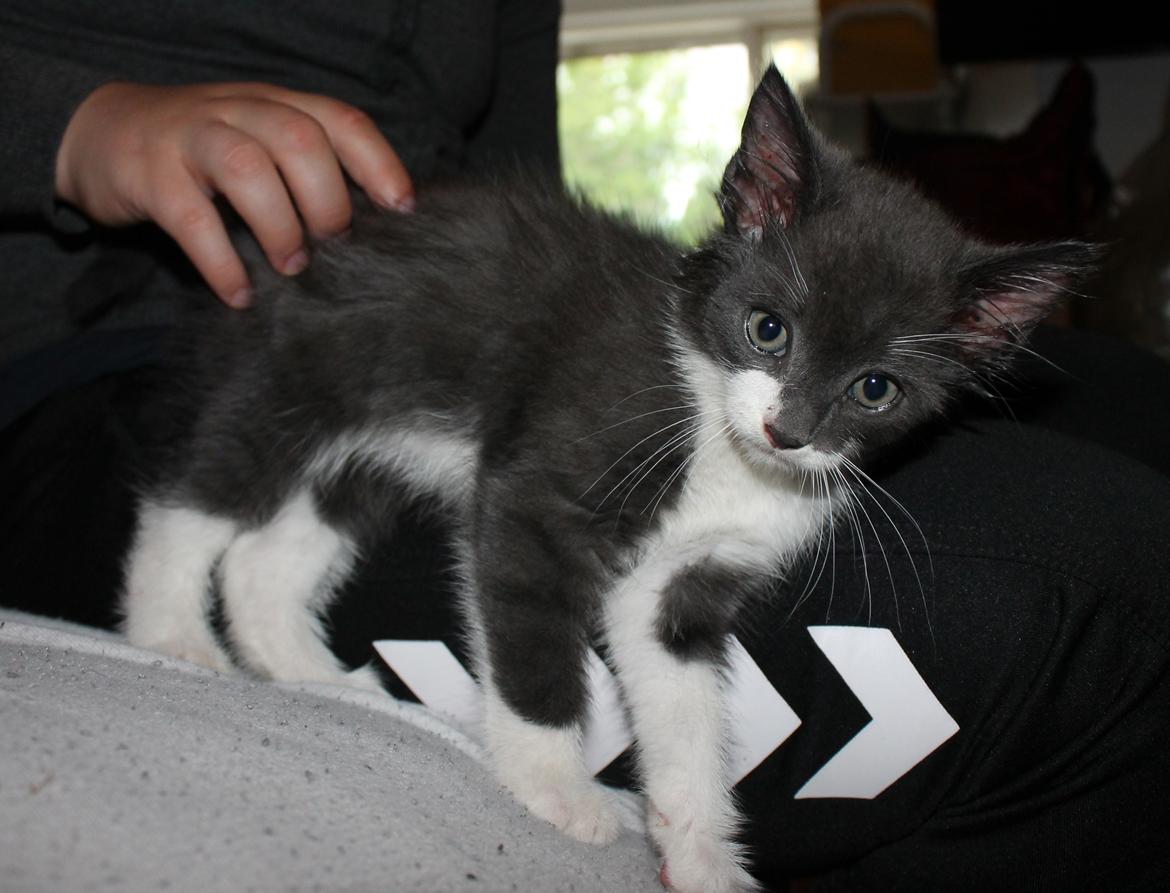 Blanding af racer Harley - Lige hjemvendt fra 1. dyrlægebesøg billede 21