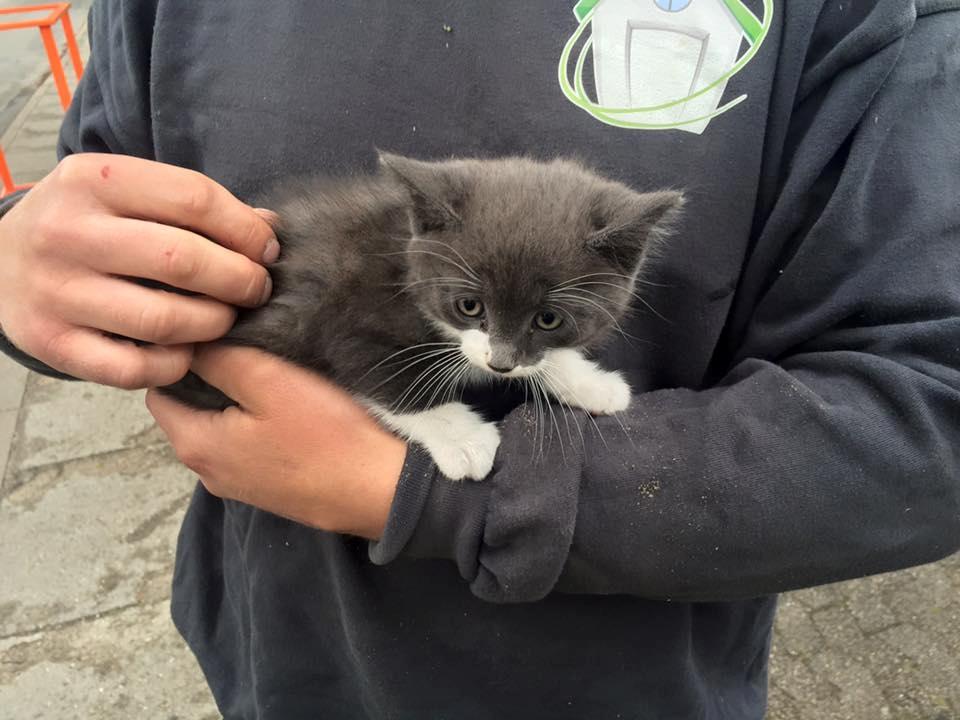 Blanding af racer Harley - Første gang jeg så Harley var på dette billede. billede 22