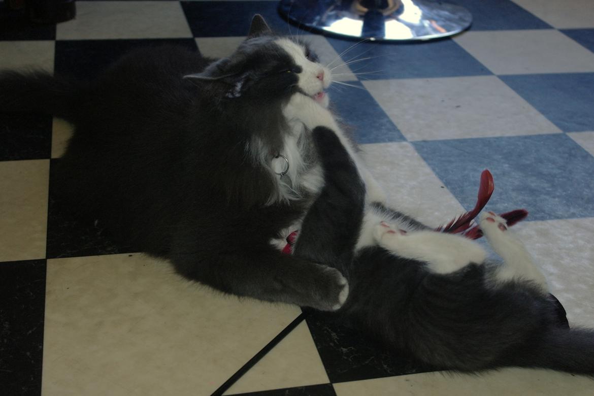 Blanding af racer Harley - Ud og blive socialiseret.  billede 20