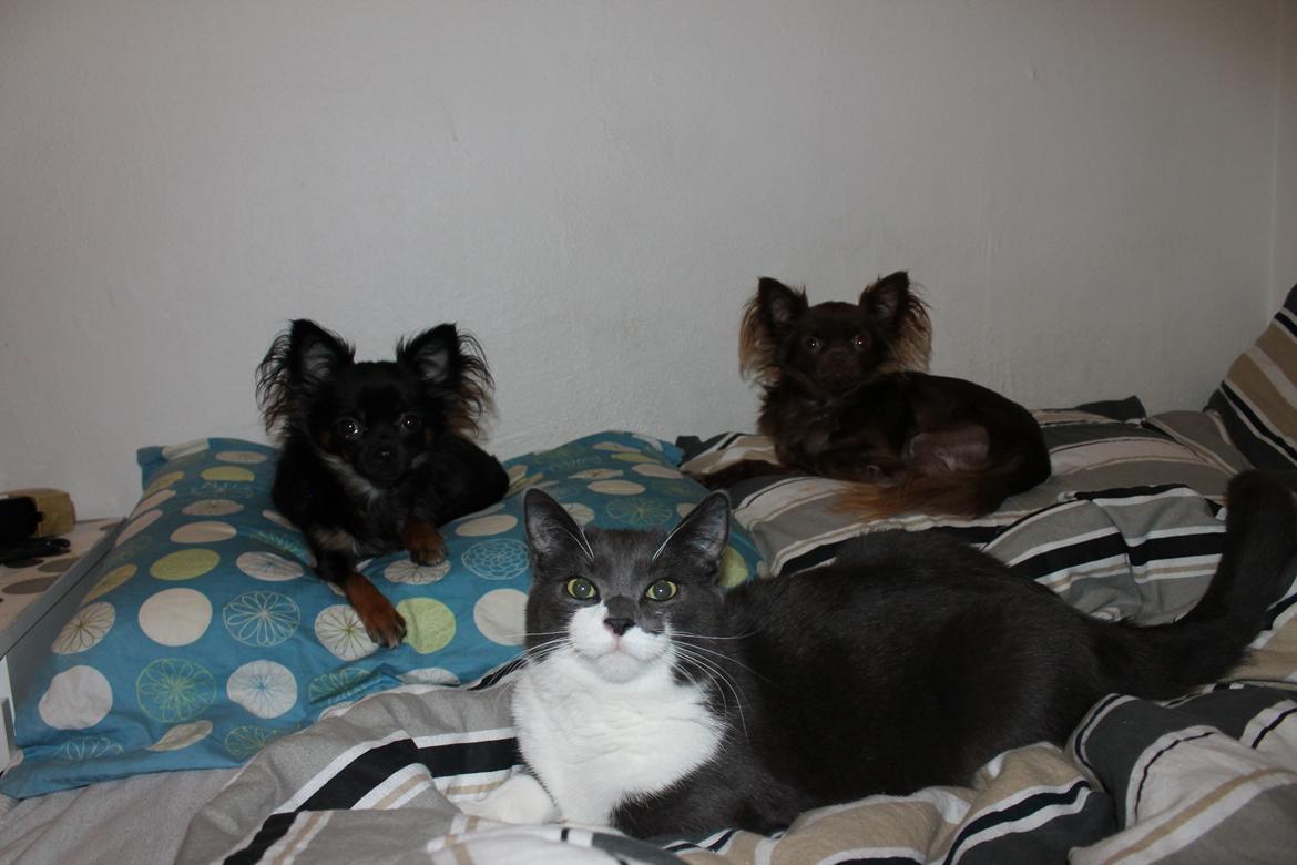 Blanding af racer Harley billede 2