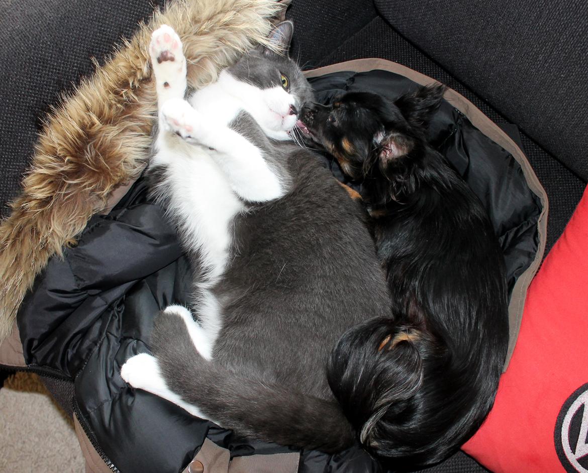 Blanding af racer Harley billede 3