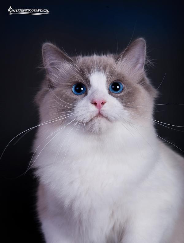 Ragdoll DK Vandoll Shining Super Star billede 11