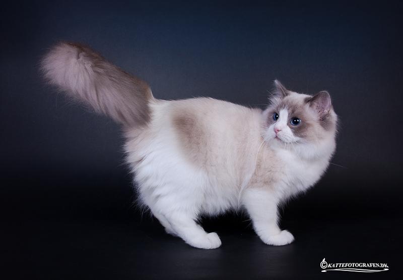 Ragdoll DK Vandoll Shining Super Star billede 13