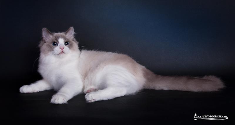 Ragdoll DK Vandoll Shining Super Star billede 12