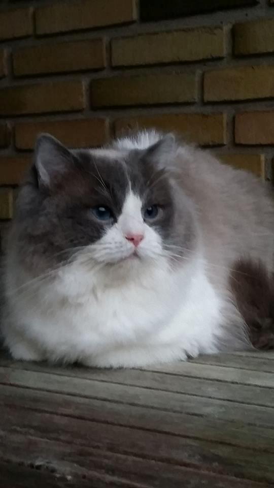 Ragdoll DK Vandoll Shining Super Star billede 16