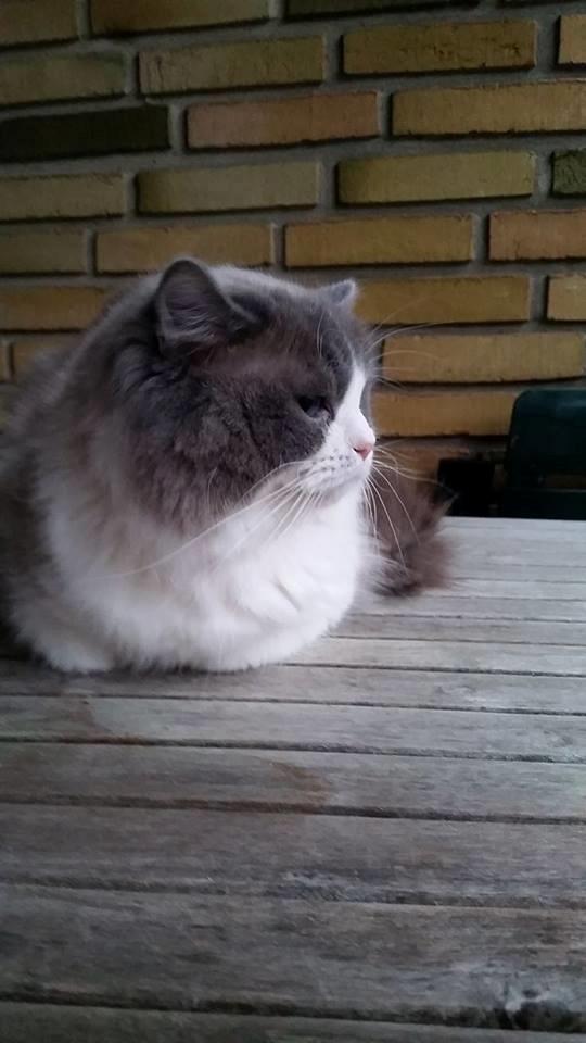 Ragdoll DK Vandoll Shining Super Star billede 15