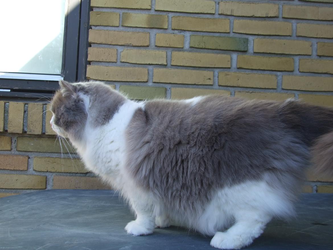Ragdoll DK Vandoll Shining Super Star billede 17