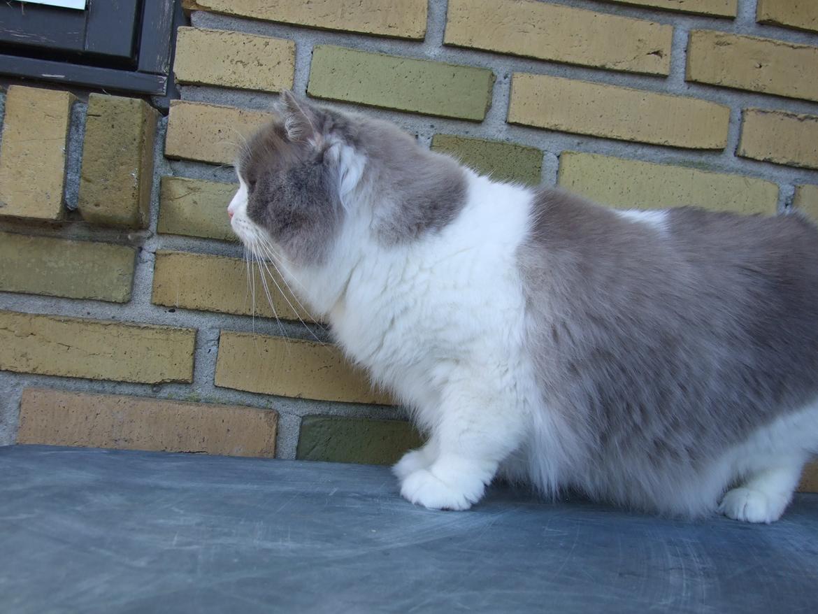 Ragdoll DK Vandoll Shining Super Star billede 19