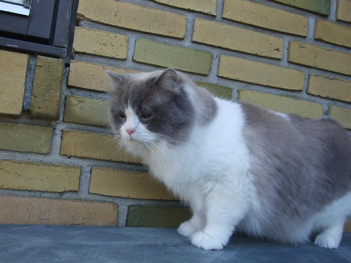 Ragdoll DK Vandoll Shining Super Star billede 20