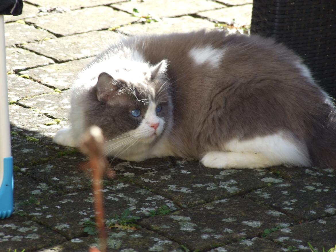 Ragdoll DK Vandoll Shining Super Star billede 22