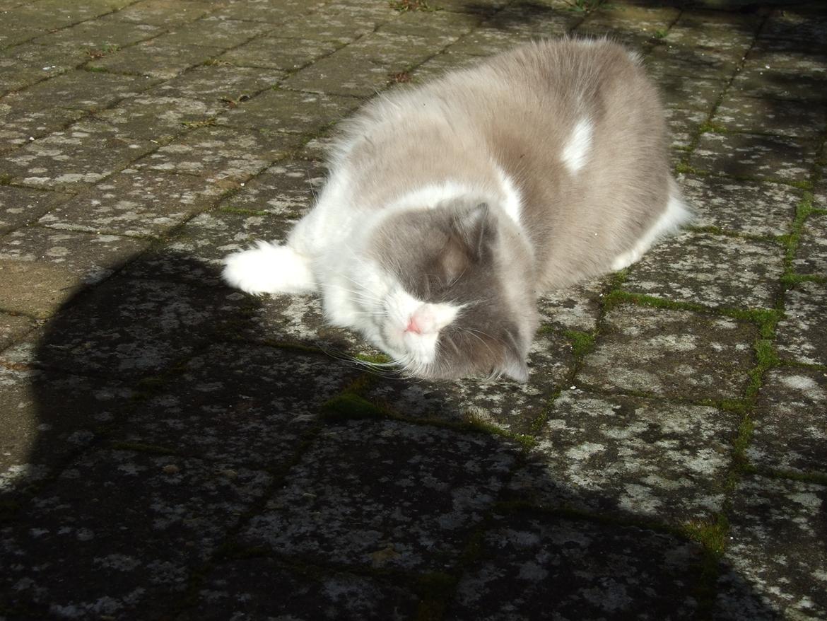 Ragdoll DK Vandoll Shining Super Star billede 23