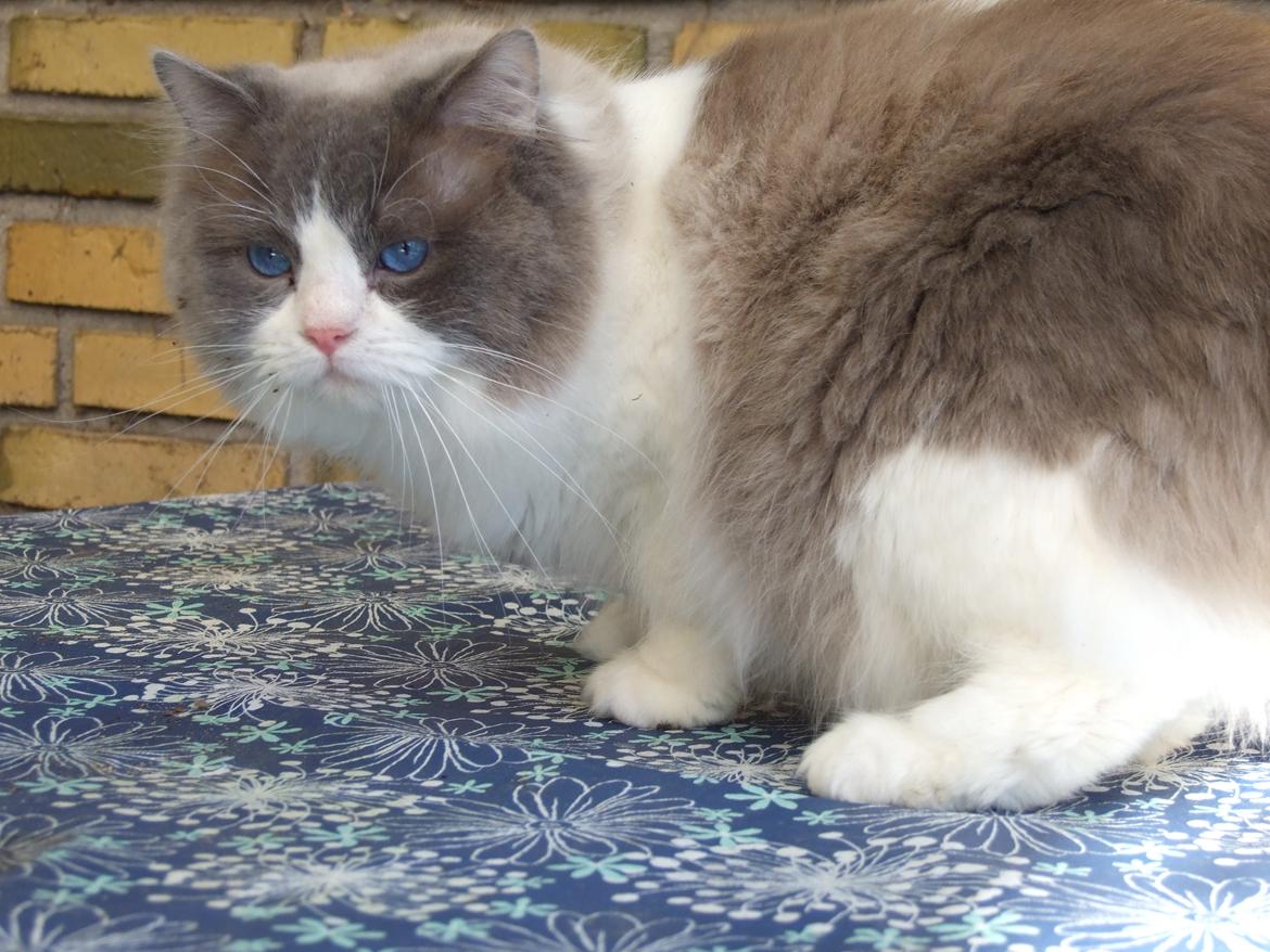 Ragdoll DK Vandoll Shining Super Star billede 24