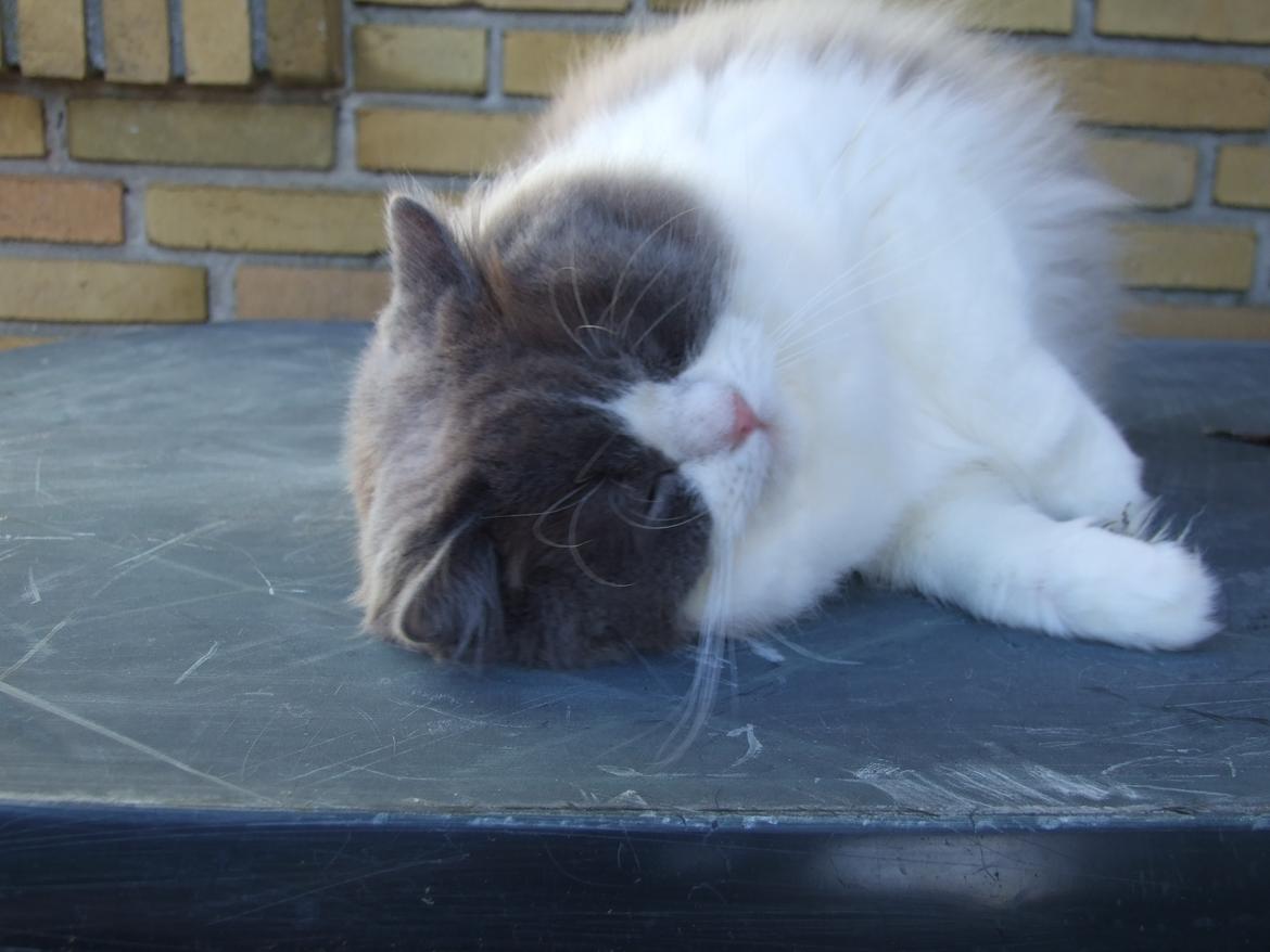 Ragdoll DK Vandoll Shining Super Star billede 18