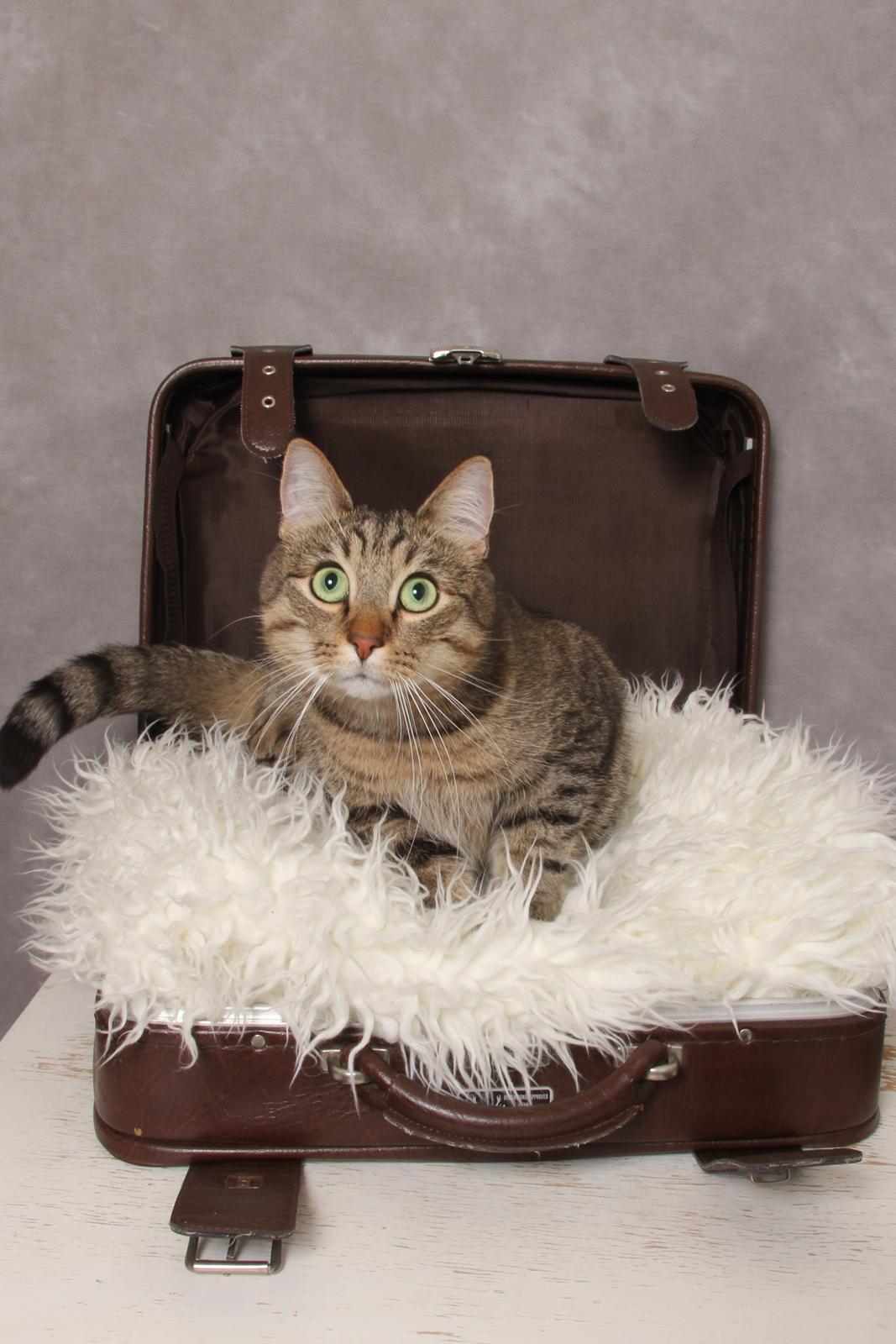 Huskat Ludvig the bulldog billede 14