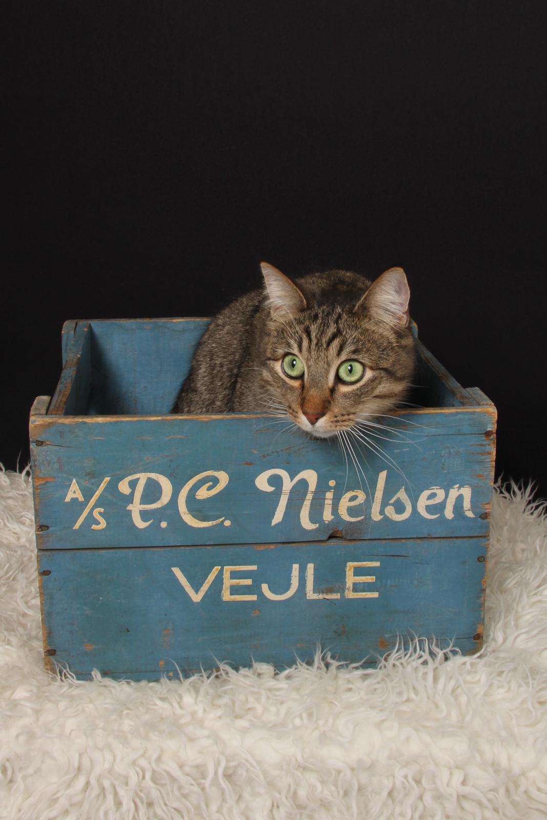 Huskat Ludvig the bulldog billede 30