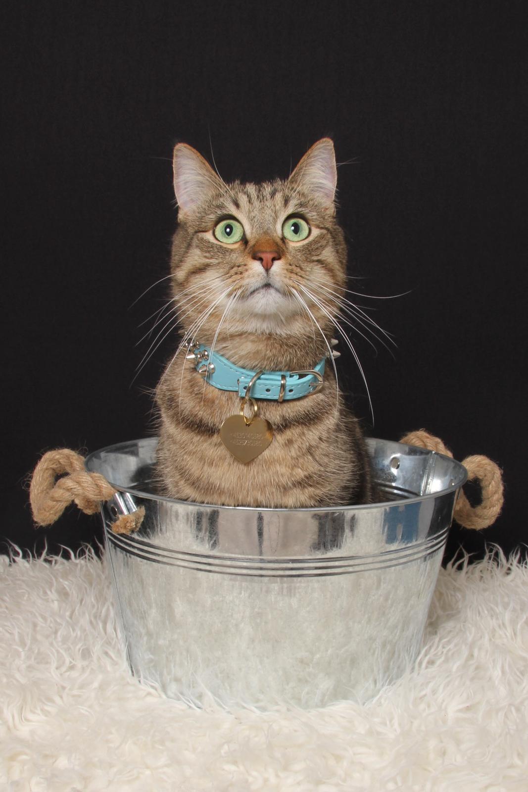 Huskat Ludvig the bulldog billede 24