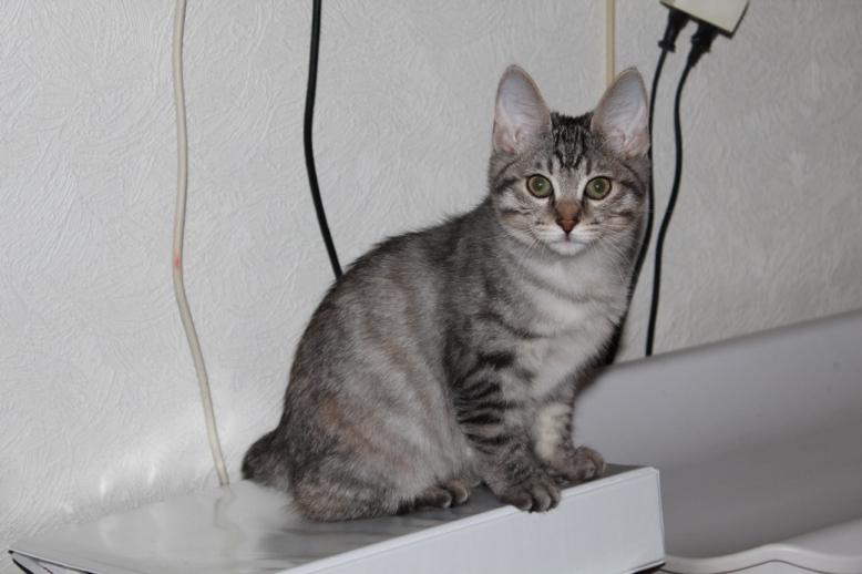 Kurilean Bobtail Agatha - SC. DK KorZhik´s Agatha Christie billede 23