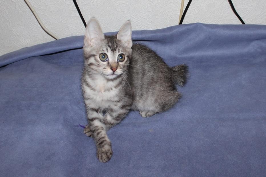 Kurilean Bobtail Agatha - SC. DK KorZhik´s Agatha Christie billede 24