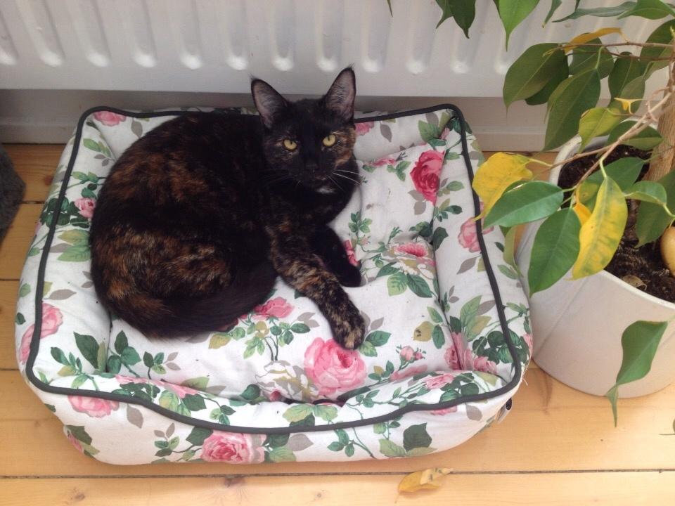 Huskat Saga billede 15