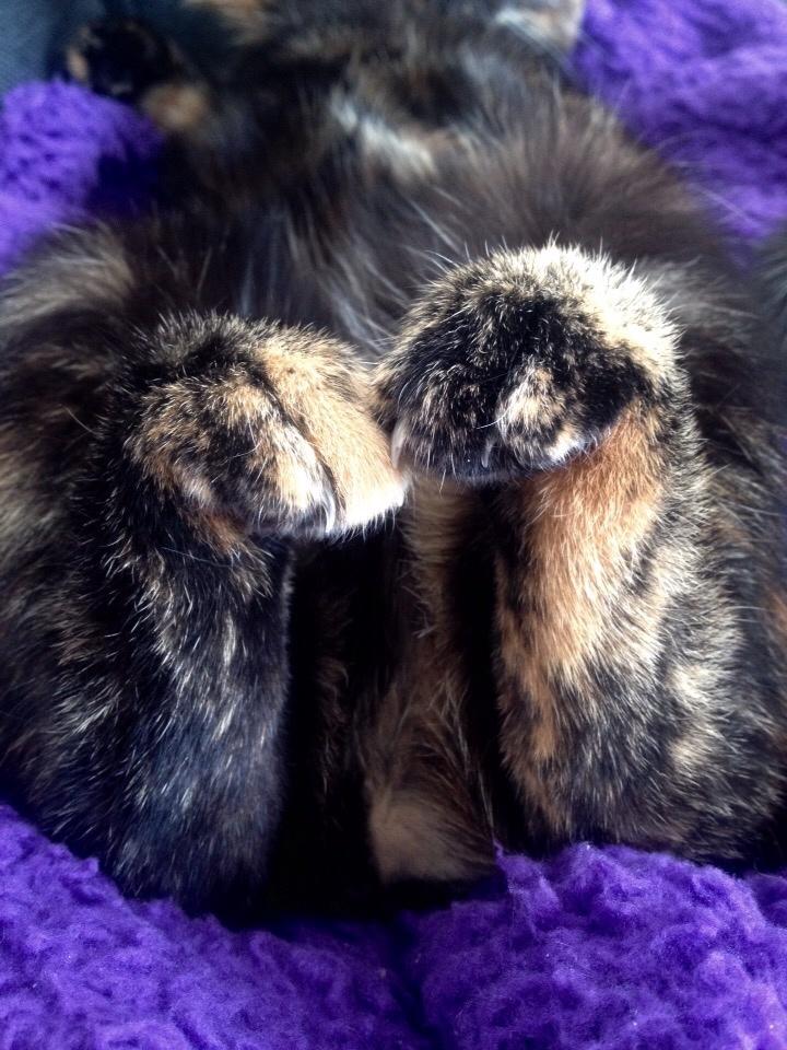 Huskat Saga billede 16