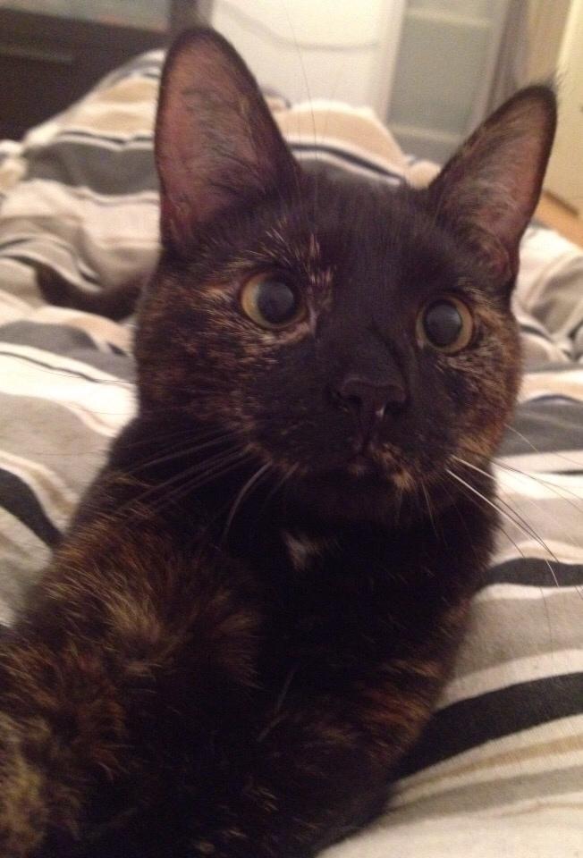 Huskat Saga - But first, let me take a selfie  billede 20