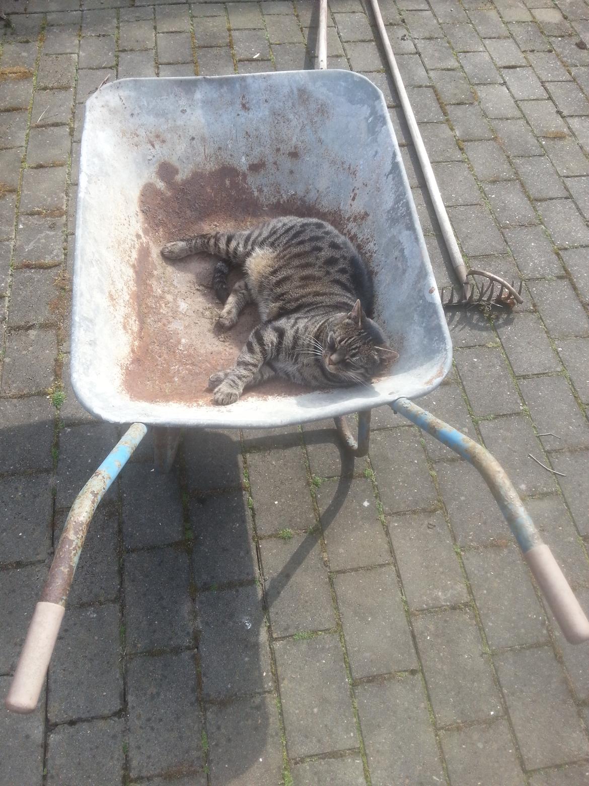 Huskat Thor  billede 1