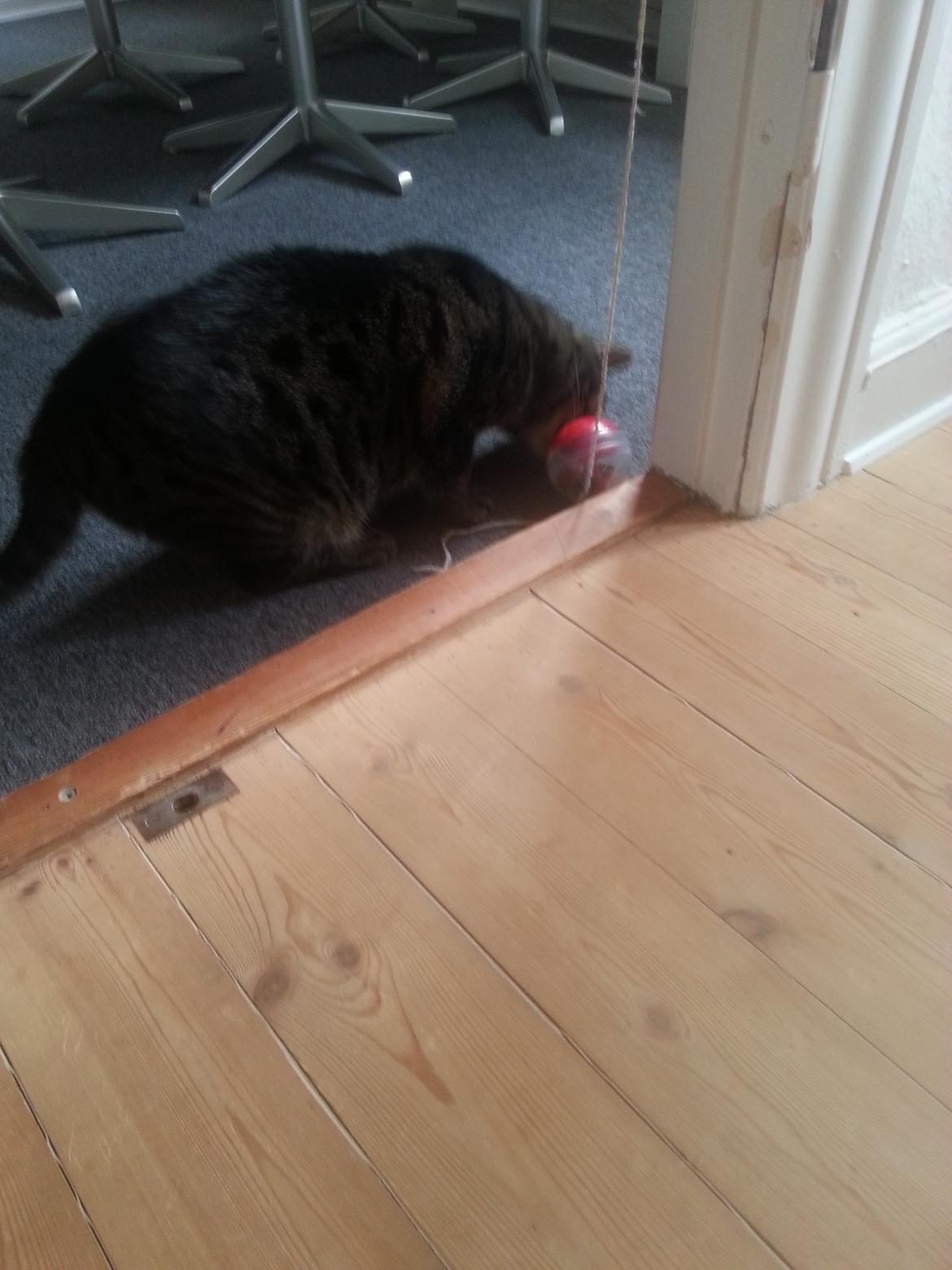 Huskat Thor  billede 2