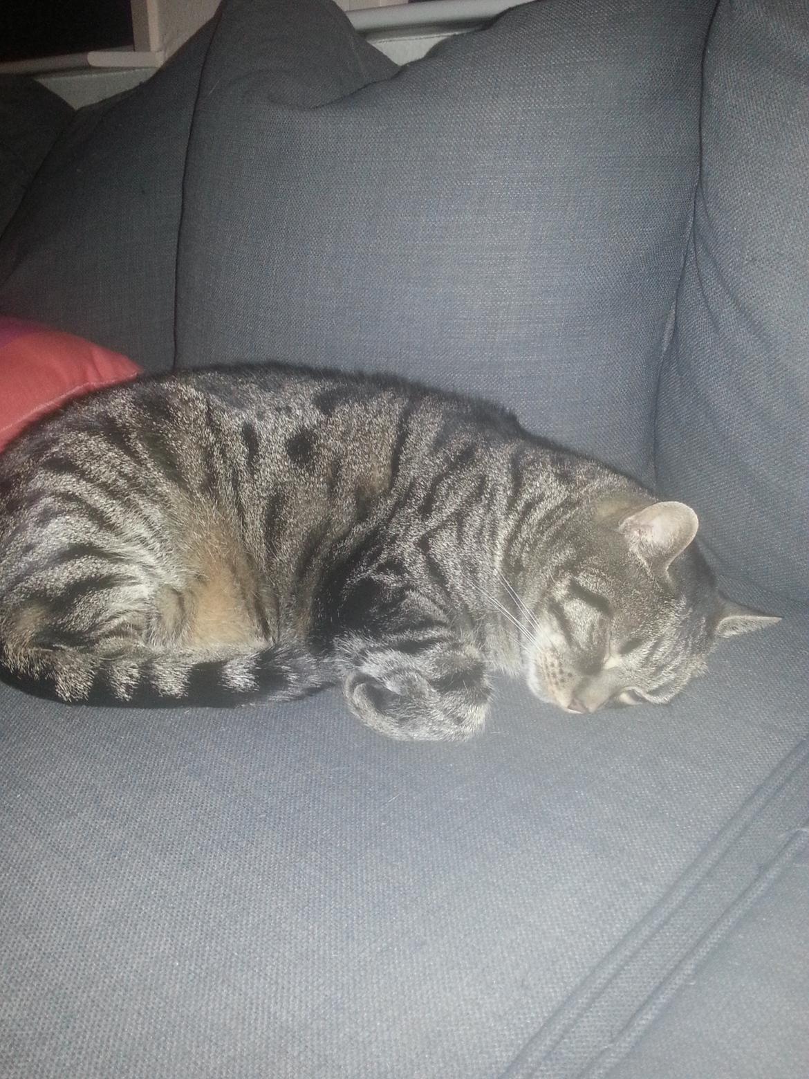 Huskat Thor  billede 3