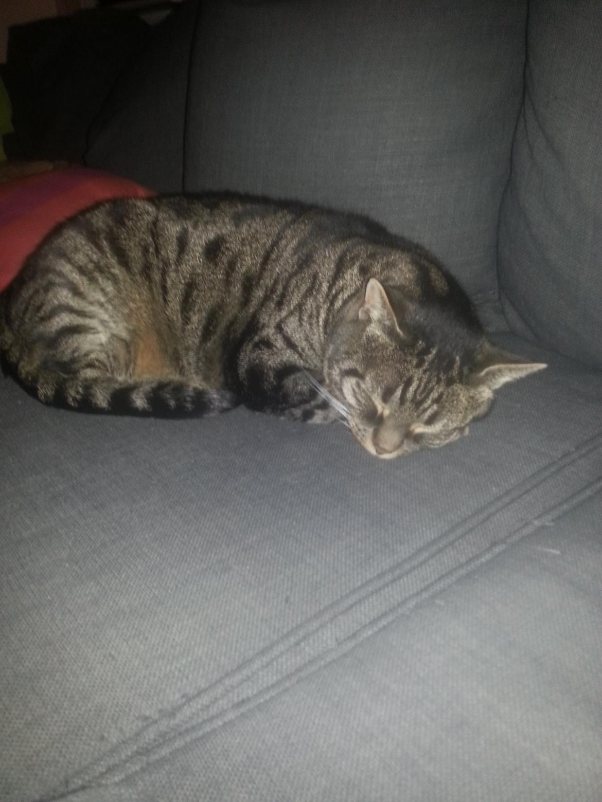 Huskat Thor  billede 4