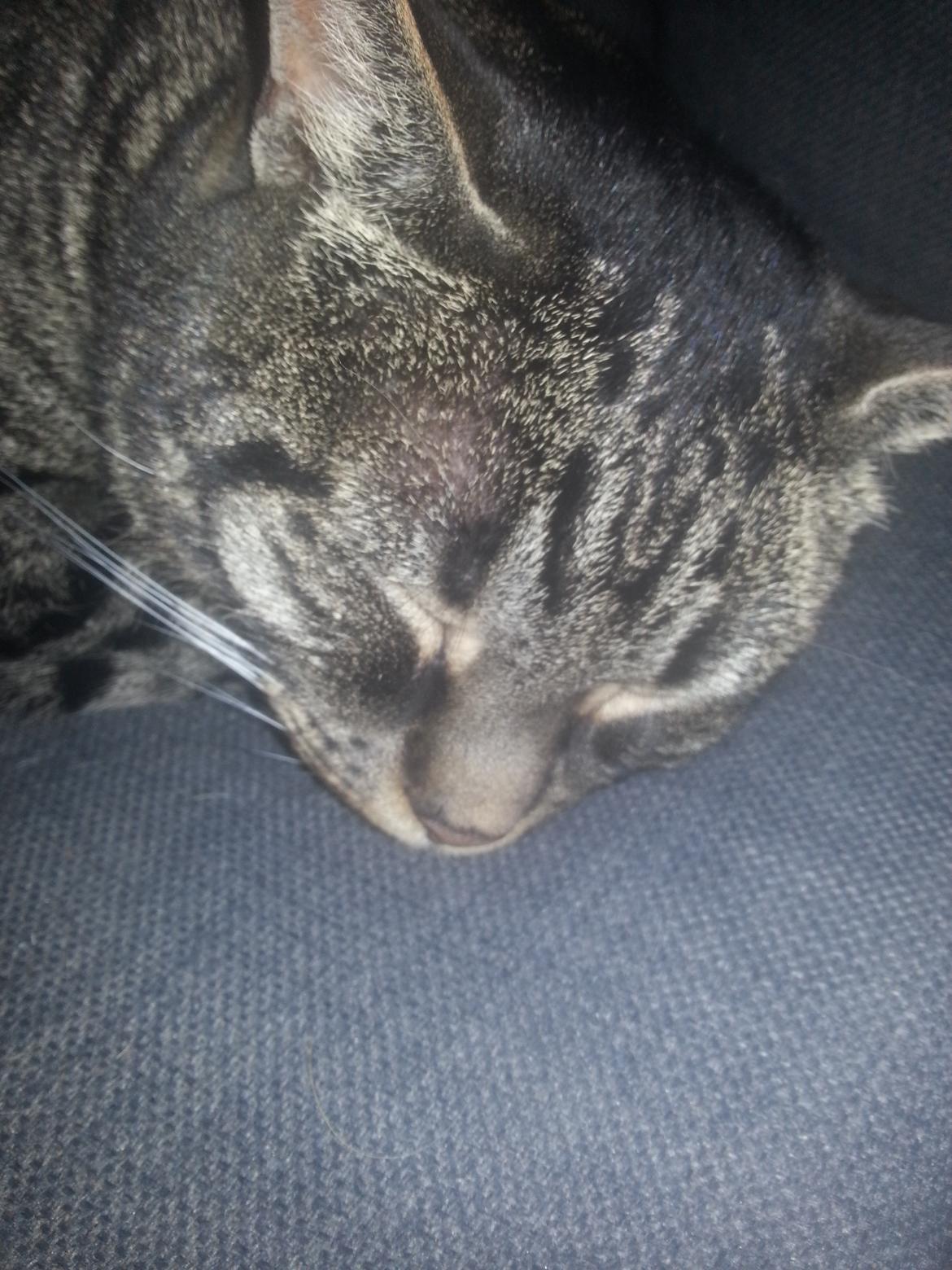 Huskat Thor  billede 5