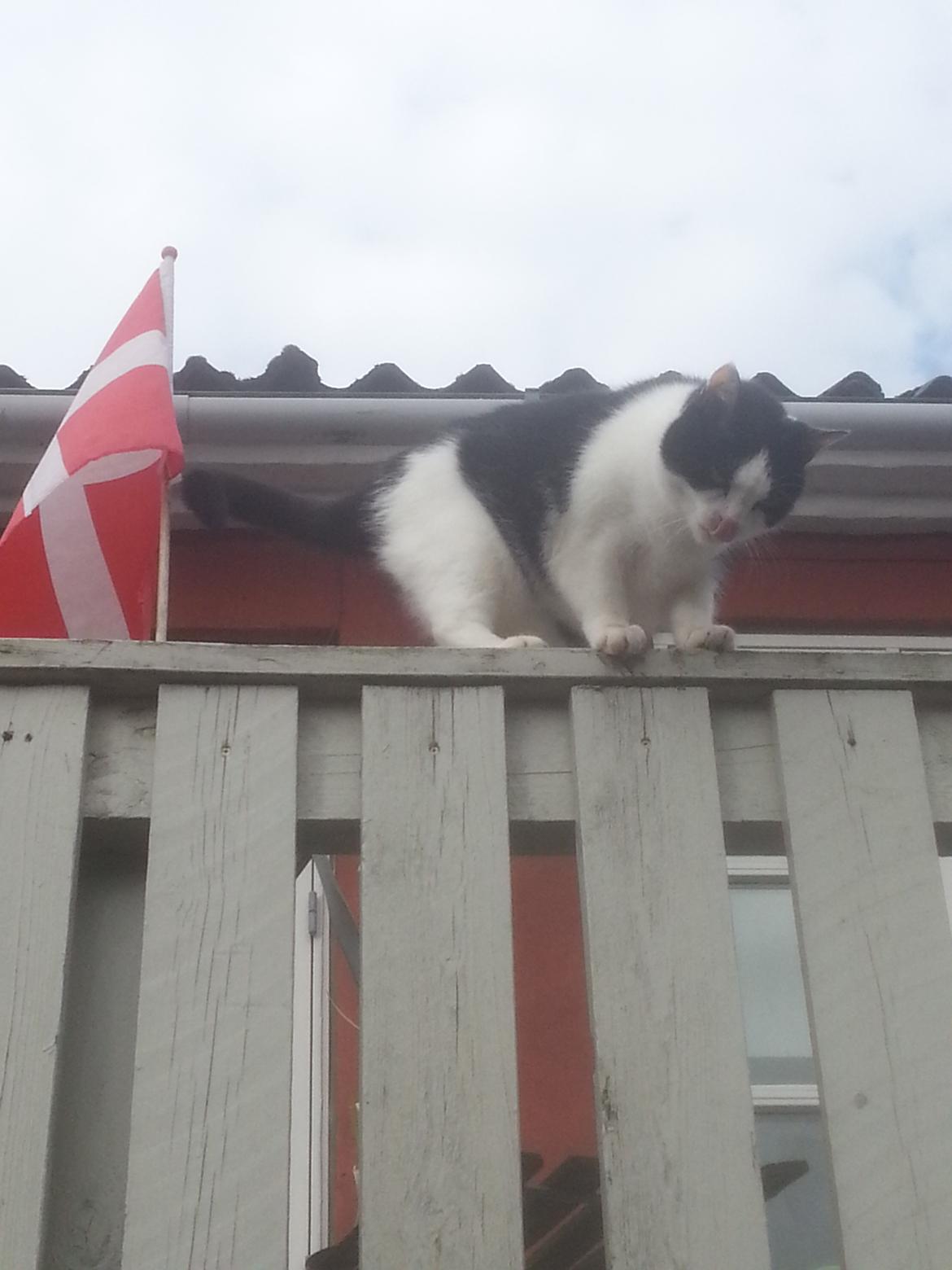 Huskat Maja  billede 1