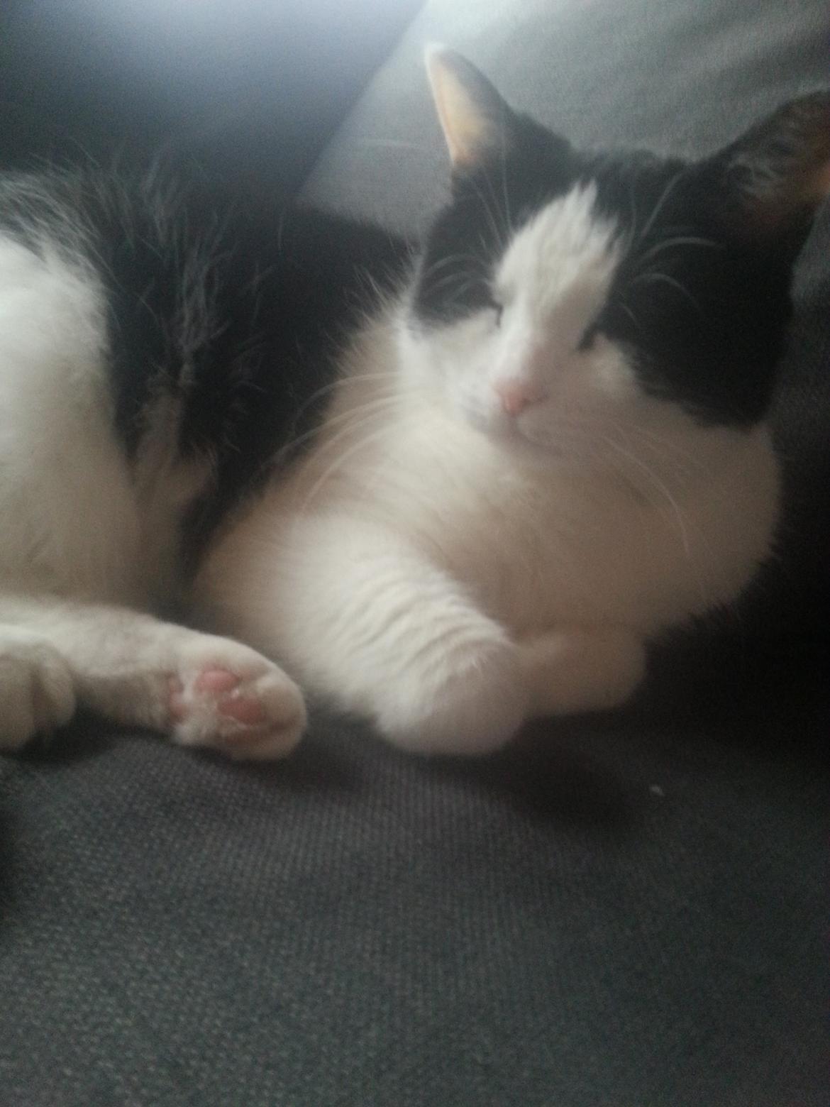 Huskat Maja  billede 2