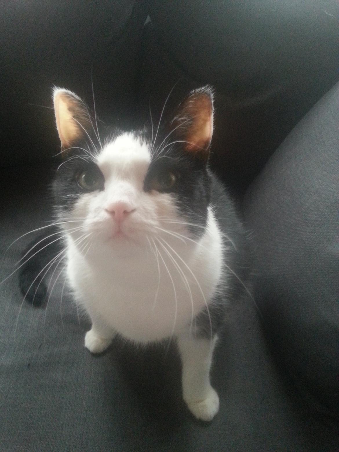 Huskat Maja  billede 4