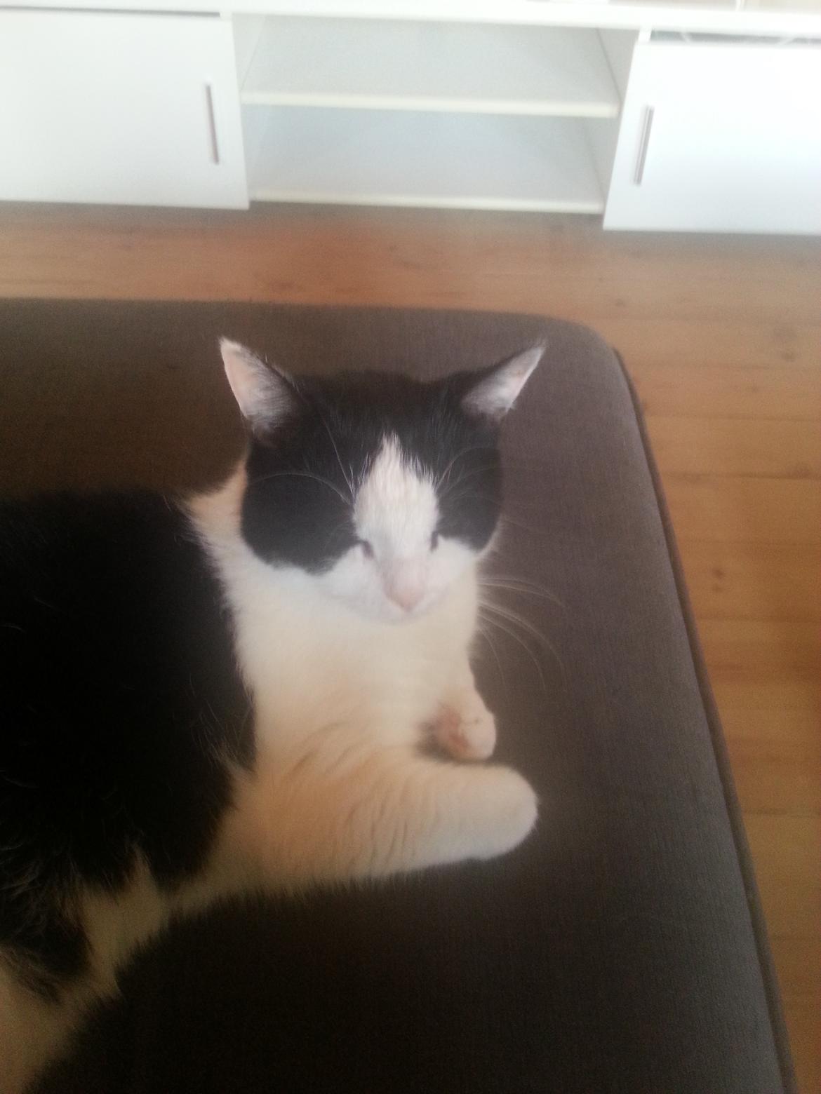 Huskat Maja  billede 5