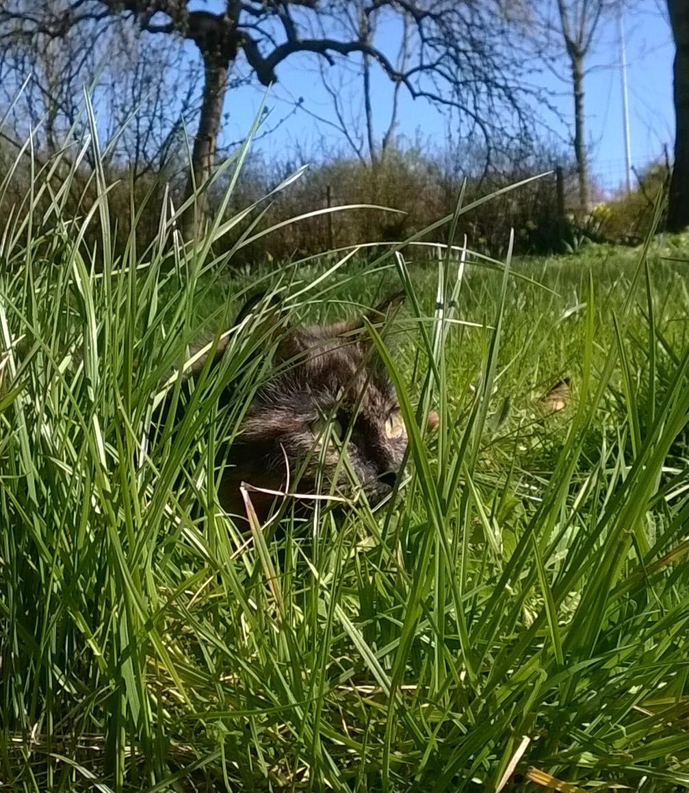 Maine Coon Kirby billede 7