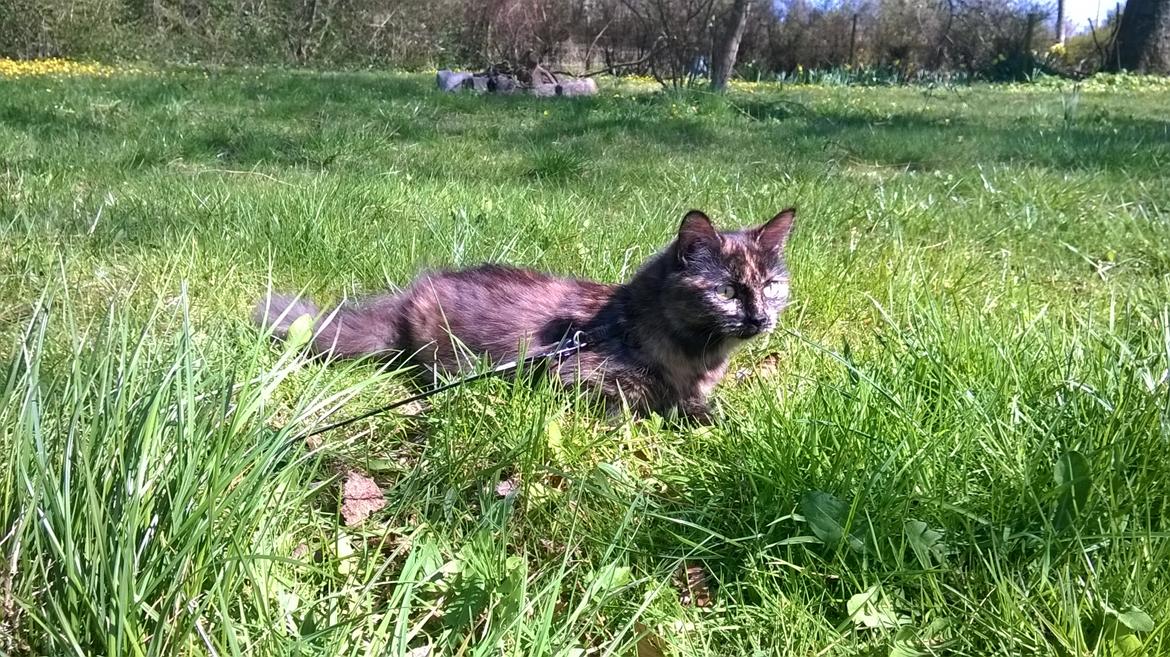 Maine Coon Kirby - 20/04-16 billede 6