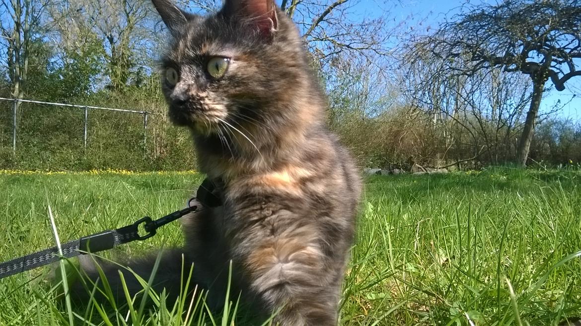 Maine Coon Kirby billede 5