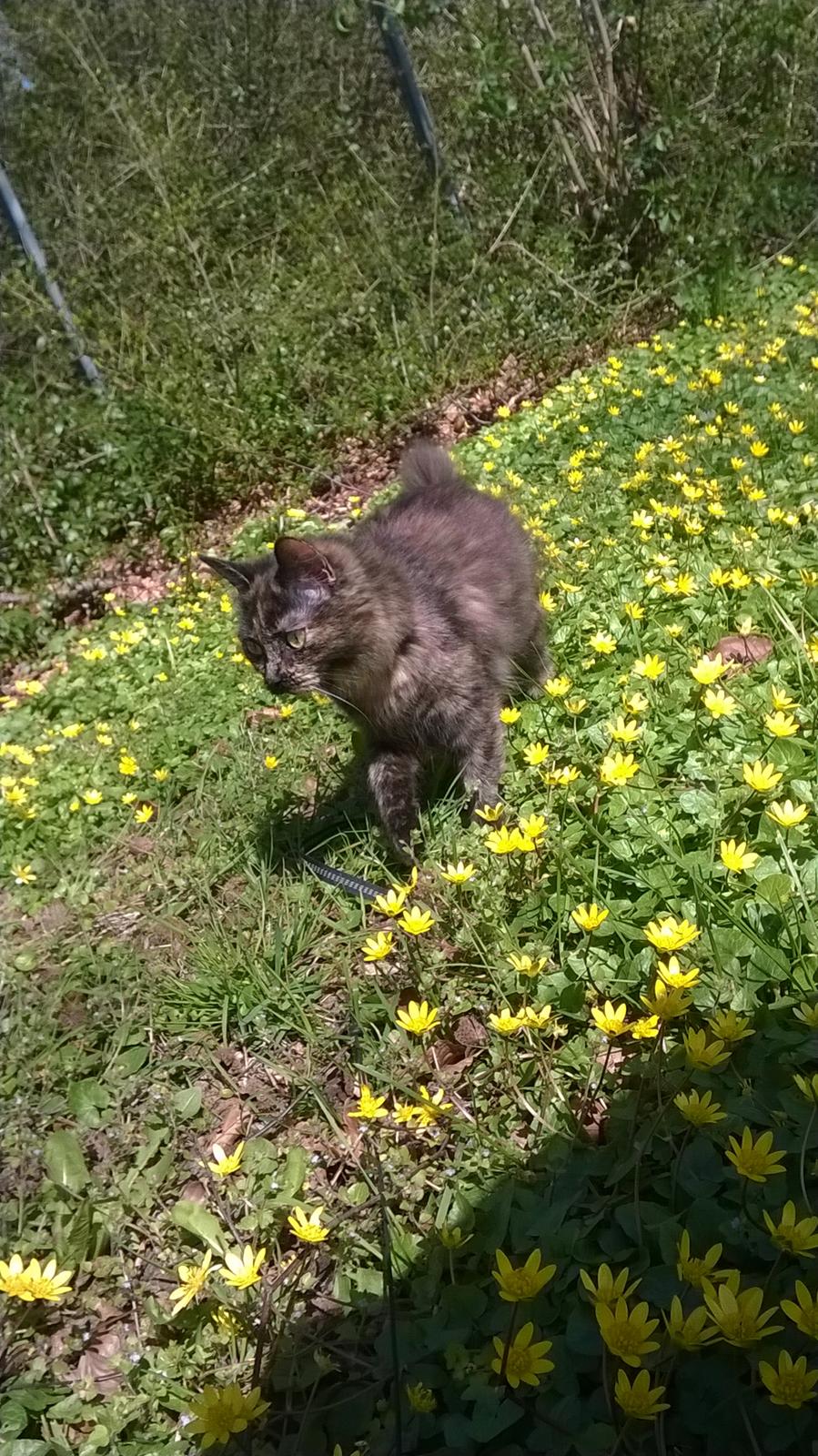 Maine Coon Kirby - 20/04. billede 4